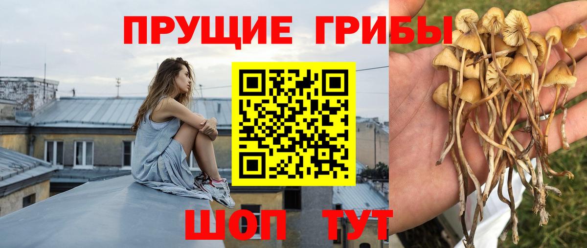 Псилоцибиновые грибы ЛСД  Галлюциногенные грибы прущие грибы  Вход с VPN  Отрадный 